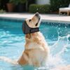 Dog Swimming Cap | Waterproof Ear Protection For Large Dogs – Great Shop Dog Swimming Cap