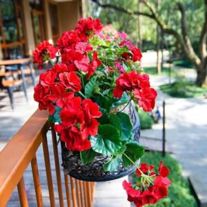 Artificial Geraniums